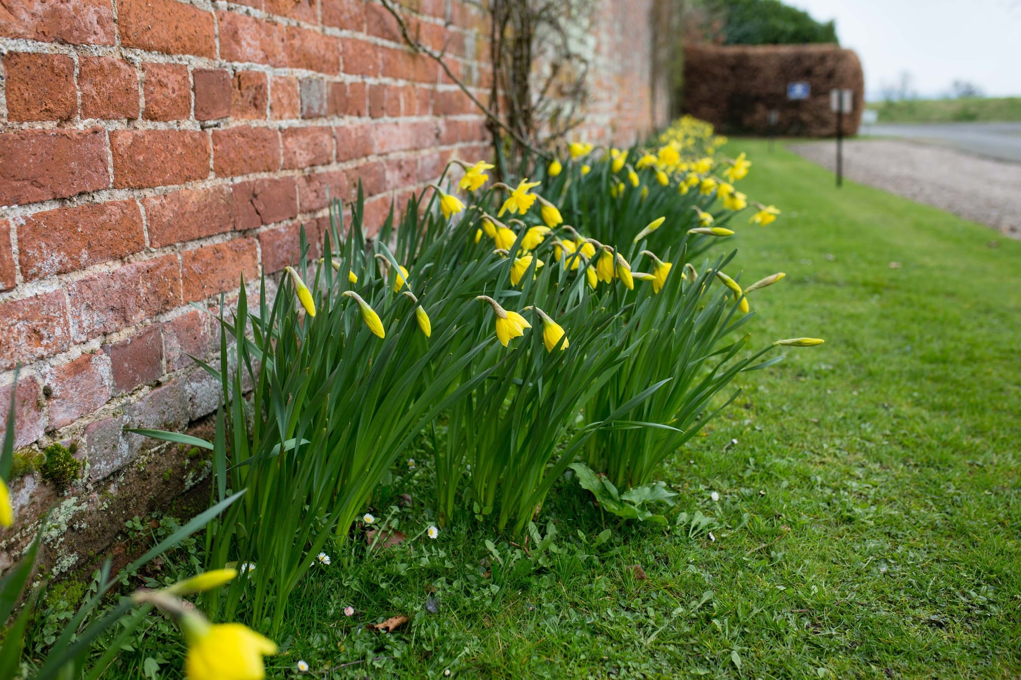 Delbury Hall daffodils in early bloom Spring wedding